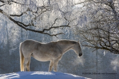 Häst i vintrig miljö, Regna, Östergötland