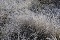 Frostigt gräs, Vingåker, Södermanland